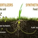Application Fertilizer for Thriving Plants