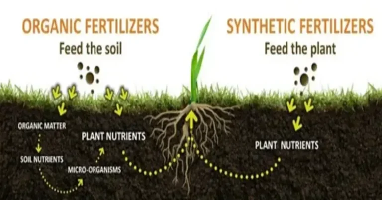 Application Fertilizer for Thriving Plants